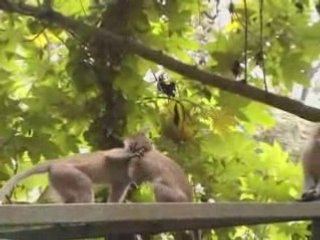 Monkeys in the city arusha ville de tanzanie en afrique