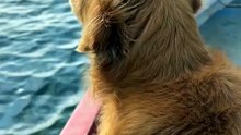 Rescue Dog's First Boat Ride — Pure Joy on the Water 🐾❤️