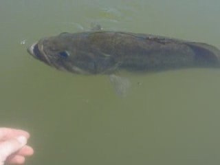 Bass 55 cm Bass Team Périgord