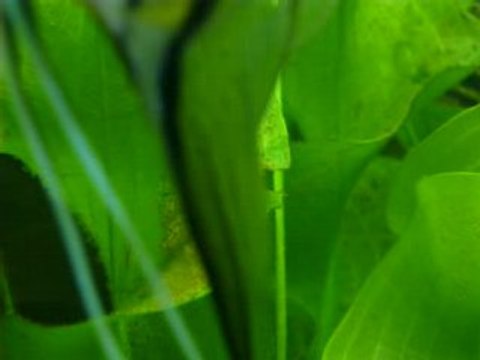 Oeufs en train d'eclore