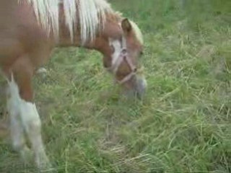 Juillet 2008 plus moment au pré