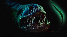 THE VERY BOTTOM... Who's Hiding in the Depths of the Ocean?