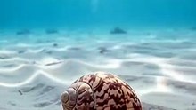 The Ocean Floor’s Ghostly Trap! 🐌👻🐟
