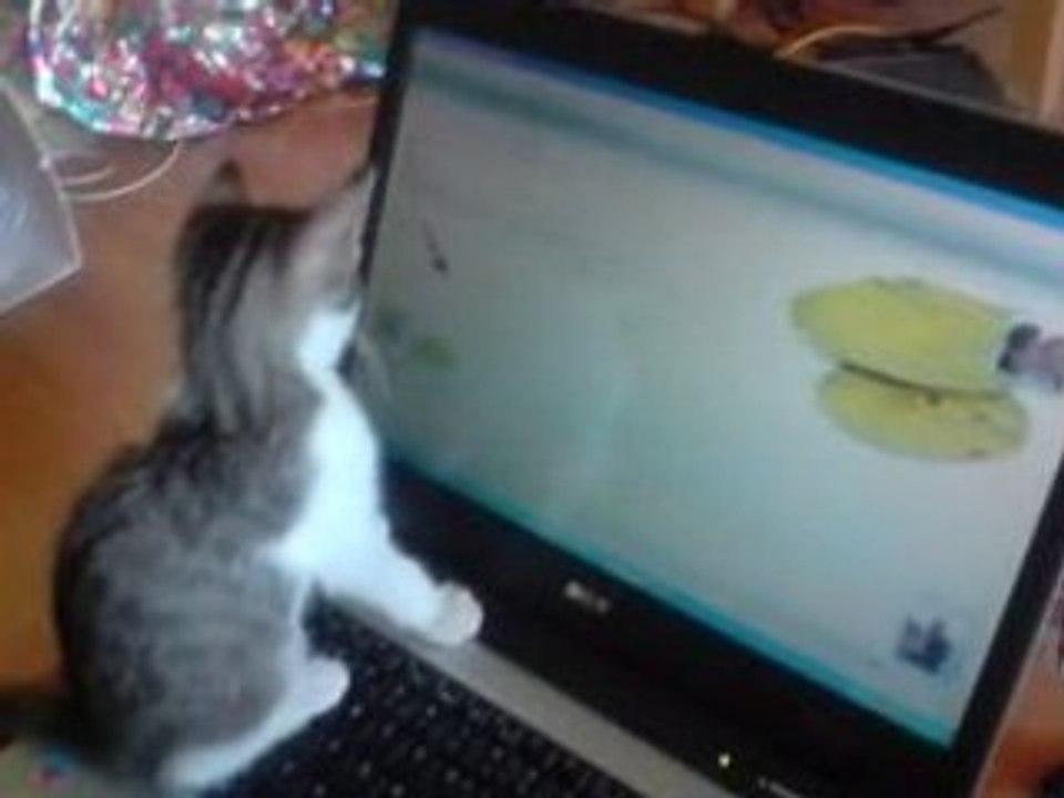 Bélitz : chat qui s'amuse devant un ordinateur