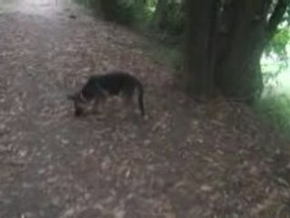 DRAISIJNE en ballade