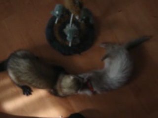 Sera Recien llegada 1_0001