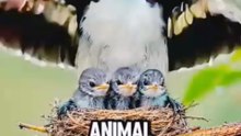 The Most Amazing Animal Parents in Nature!
