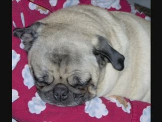 Mes chiens, ma vie