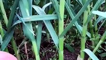 Lời khuyên cho năng suất tỏi cao