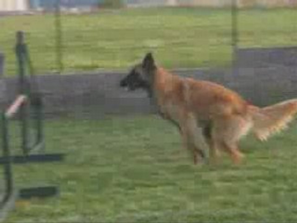 Betsi en AGILITY bientôt en ligne !