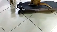 Skater boy! 😂 #cat #catsoftiktok #cats #skater