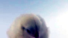 Cute chick 😏 #chick #animals #cute #cutebaby