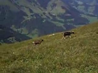 Les biquettes contre-attaquent dans les alpes!