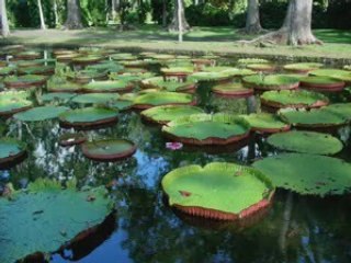 Linzy bacbotte - ti pierre ti paul