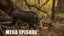 Wild Boar on a Fallen Forest Trail | Hidden Wildlife Camera Footage