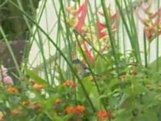 Petit copin de mon colibri