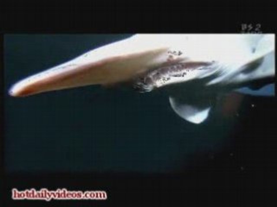Japanese Golbin Shark
