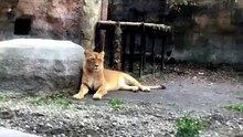 The Lion Rei Chilling Out, Then Her Mother Jumped On The Scaffold