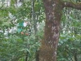 la foret de l'aventure avec fort boyard