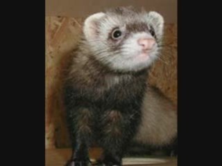 furet video