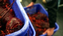 Like facial recognition for lobsters, AI technology tracing from pot to plate