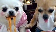 Dahab went to the restaurant with his girlfriend and got into trouble. 🤣