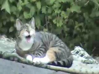 LE SECOND REVE DE FURETTE...