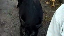 #animals #funny 😂