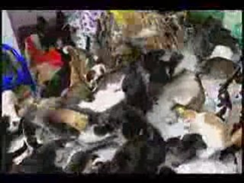 130 chats dans un appartement
