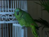 Foul Mouthed Parrot