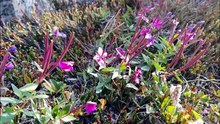 Baie des fleurs