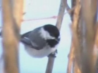 Early winter sounds & signs