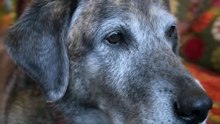 Senior Rescue Dog Wags His Tail For the Very First Time 🥹🐾