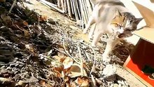 Gatos passeando
