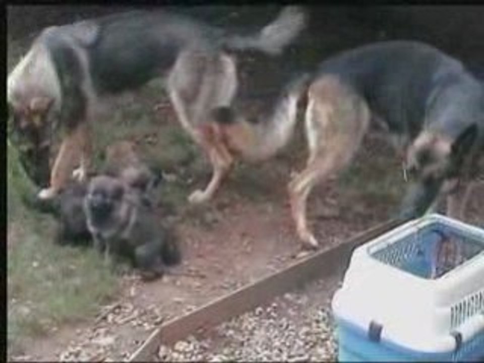 chiot vodka le 28 aout 2008