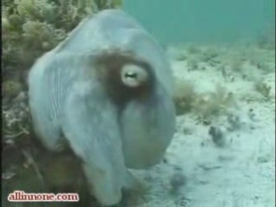 Invisible Octopus