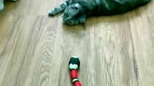 Smart Sensing Snake Cat Toy – USB Rechargeable Interactive Play