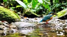 BEAUTIFUL BIRDS