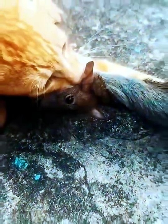Two Cats, One Rat: The Ultimate Dinner Showdown” - Vídeo Dailymotion