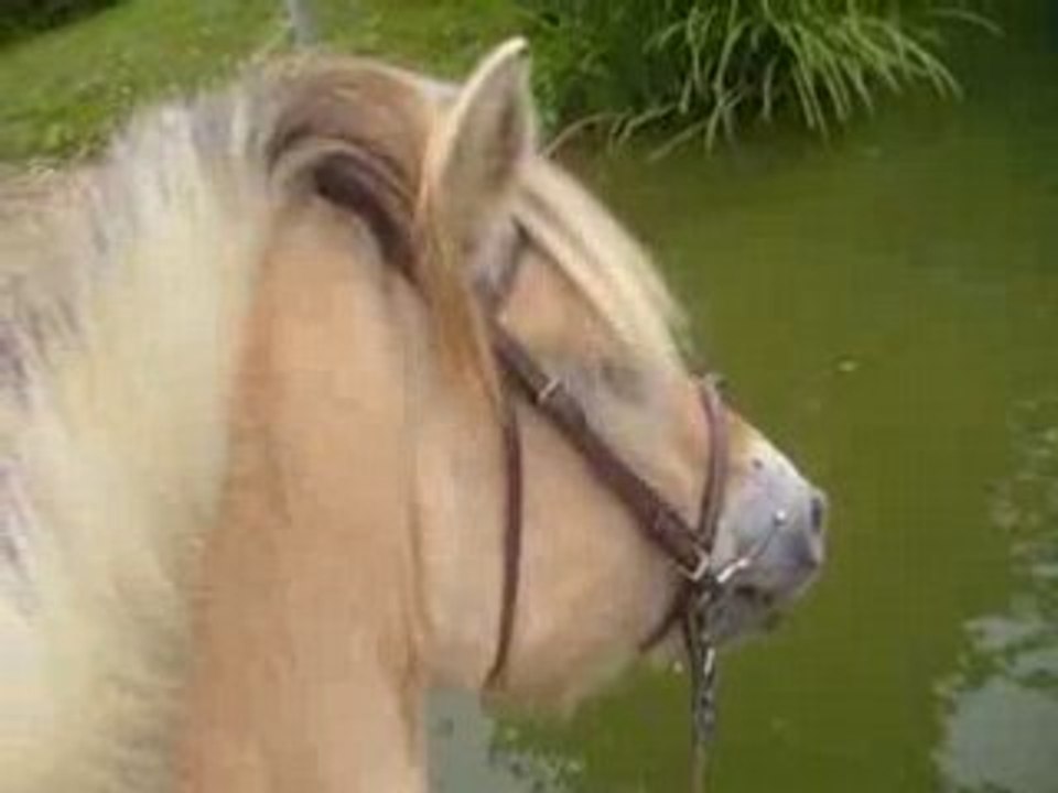 Plouf plouf les ptits poneys! ^^