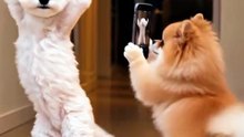 Funny Cat Videos 😻 Adorable Dancing Cats #catfunny
