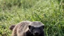 Never annoy a Honey Badger on his way to get a snack! 🤣