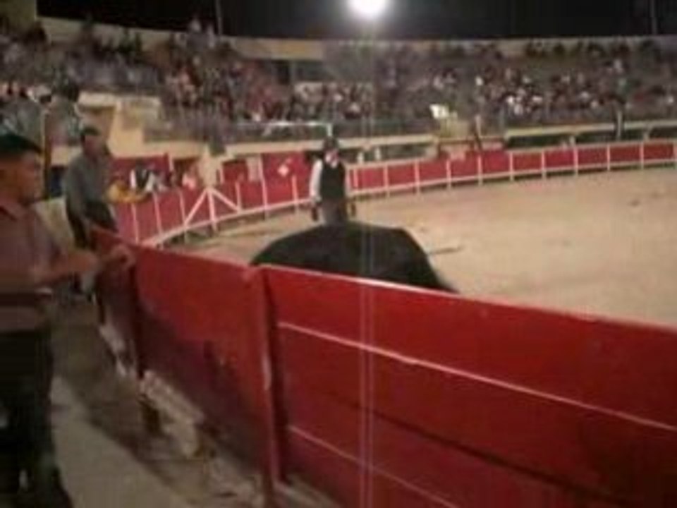 Grau du rOi 2oo8 Taureau