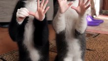 Dancing Cats 😻 Funny Cat & Dog Videos