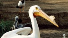 Inside the San Antonio Zoo's Pelicans: A Quick Pelican Species Guide