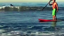 Tubarão nada entre surfista na zona de rebentação em praia de Los Angeles