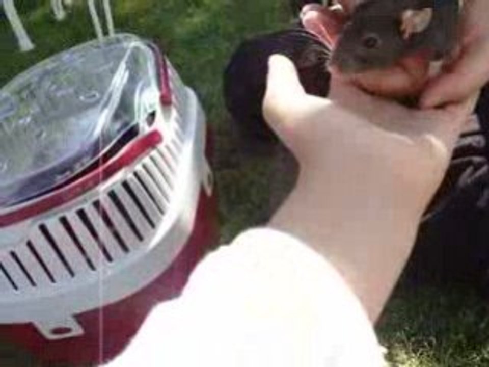 Irish et Whisky Dans le jardin