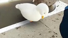 #duck #animals