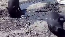 Do a barrel roll! 🤣 #farm #pigs #funny #meme