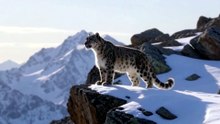 Le Léopard des Neiges : Le Fantôme des Montagnes | Documentaire Animalier